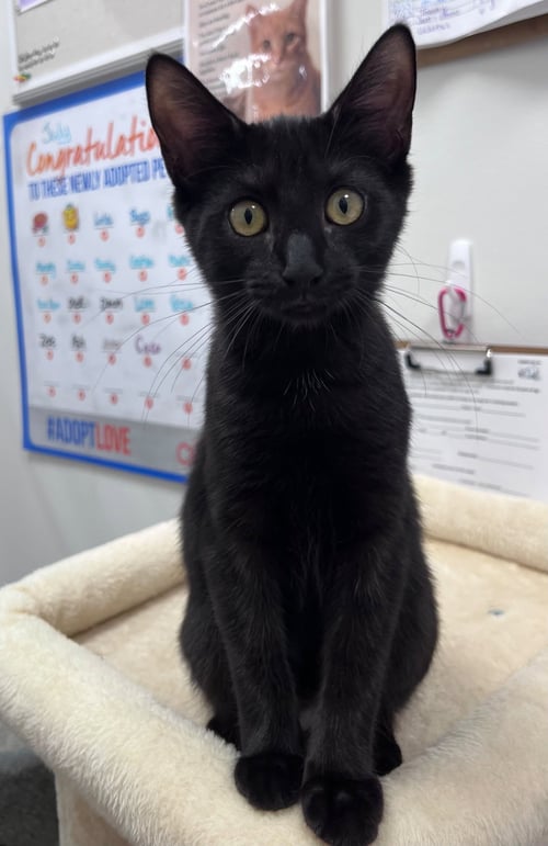 VICTORIA (FCID# 6/09/2026 - 4 MIDDLETOWN PS) KC - Domestic Short Hair available for adoption