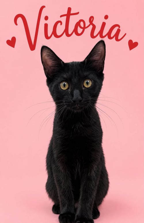 VICTORIA (FCID# 6/09/2026 - 4 MIDDLETOWN PS) KC - Domestic Short Hair available for adoption