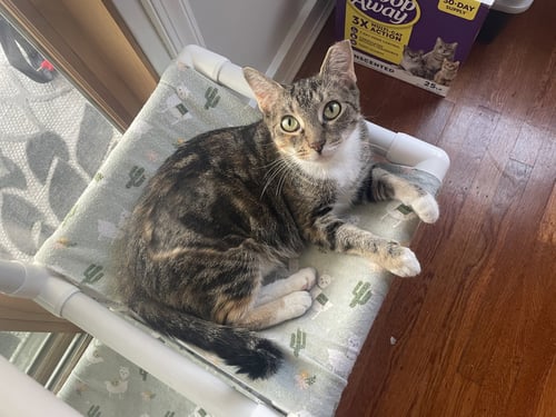 CHELSEA, WILLOW GROVE AREA, (FCID 6/10/2026-140) - Domestic Short Hair available for adoption