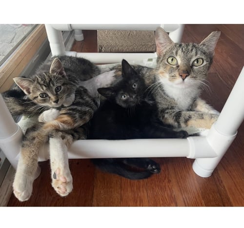 CHELSEA, WILLOW GROVE AREA, (FCID 6/10/2026-140) - Domestic Short Hair available for adoption