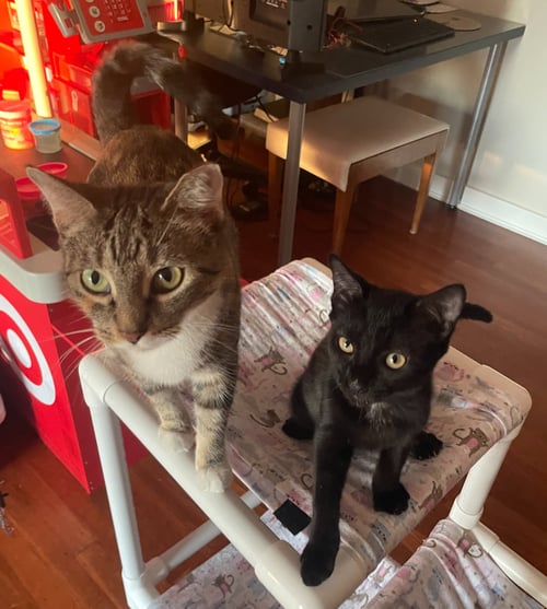CHELSEA (MOM) W/ROSALINA WILLOW GROVE (6/10/26-140 - Dilute Tortoiseshell / Tuxedo available for adoption