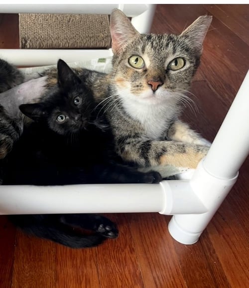 CHELSEA (MOM) W/ROSALINA WILLOW GROVE (6/10/26-140 - Dilute Tortoiseshell / Tuxedo available for adoption