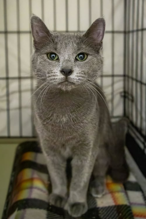 LADY GREY (FCID# 03/16/2026 - 13 BRANDYWINE PS) - Domestic Short Hair available for adoption
