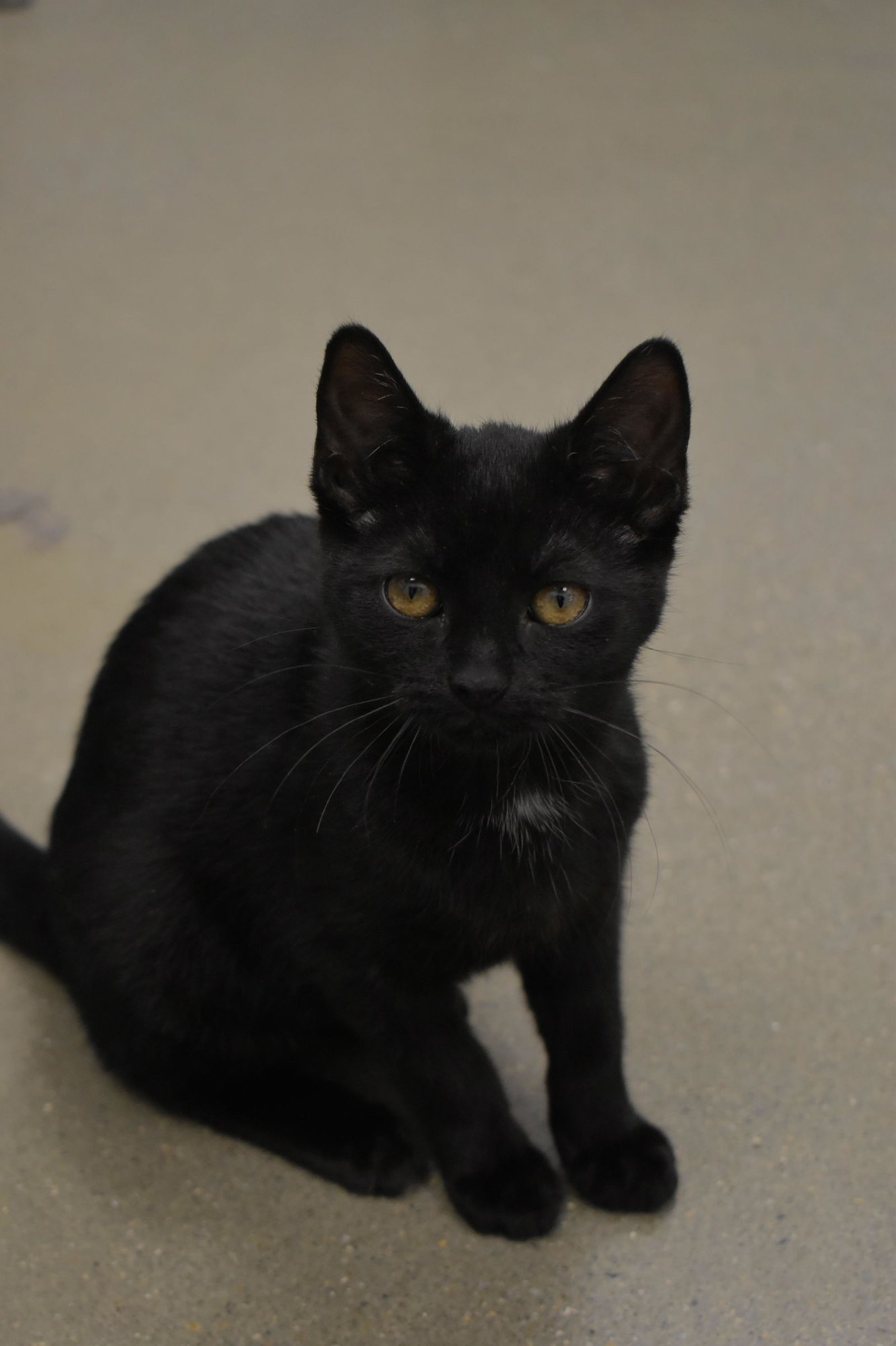 SPRITE (FCID# 01/19/2026 - 61 MIDDLETOWN PS) - Domestic Short Hair available for adoption