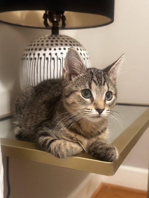 TJ (FCID# 08/18/2026 - 9 BRANDYWINE PS) - Tabby available for adoption