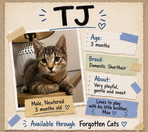 TJ (FCID# 08/18/2026 - 9 BRANDYWINE PS) - Tabby available for adoption