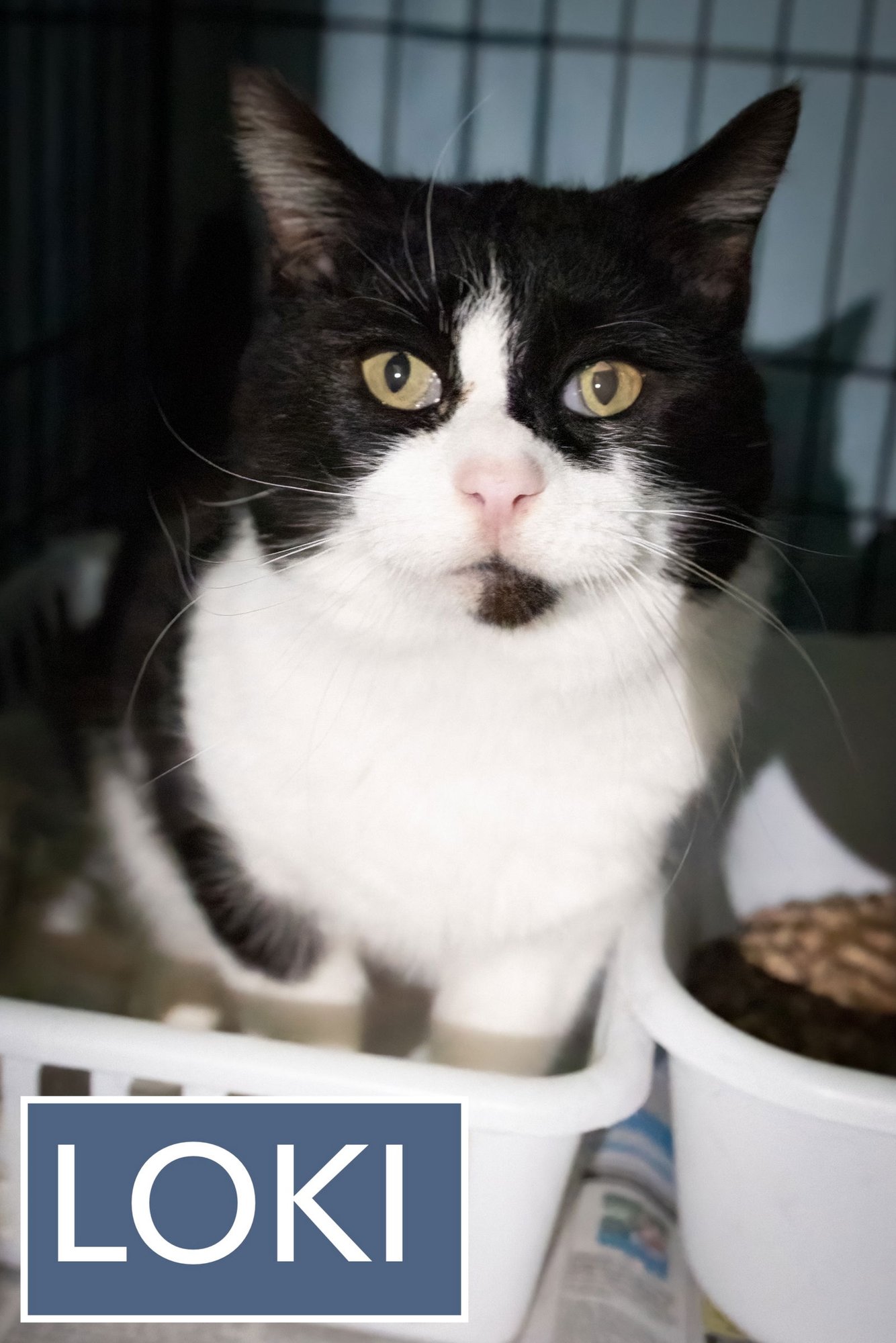 LOKI (FCID# 12/29/2025 - 10 TRAINER) - Domestic Short Hair available for adoption