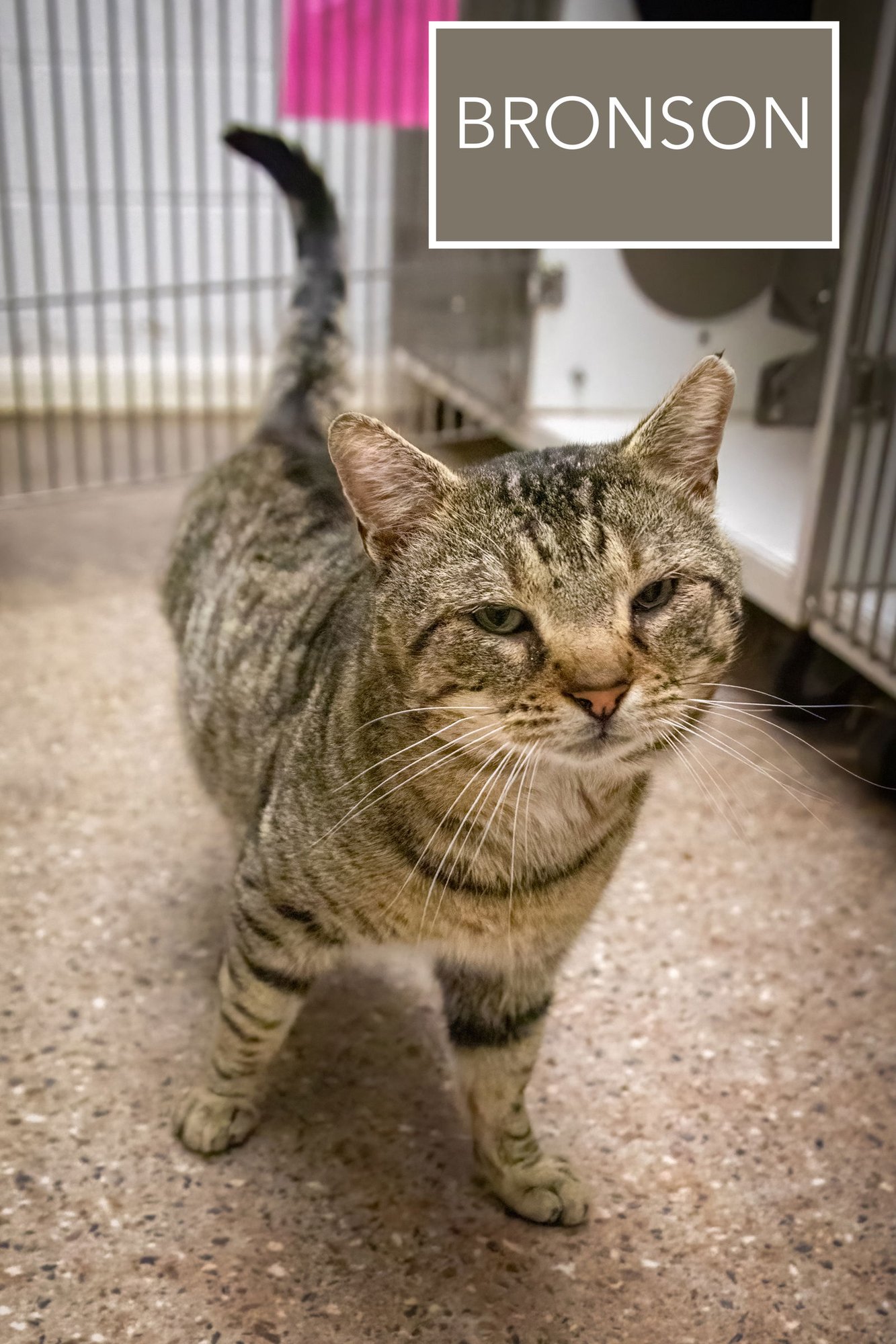 BRONSON (FCID# 02/16/2026 - 9 BROOKHAVEN PS) - Tabby available for adoption