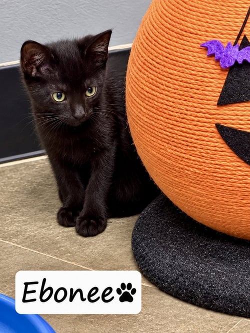 EBONEE (FCID# 09/20/2026 - 2 BRANDYWINE PS) C - Domestic Short Hair for adoption in Wilmington