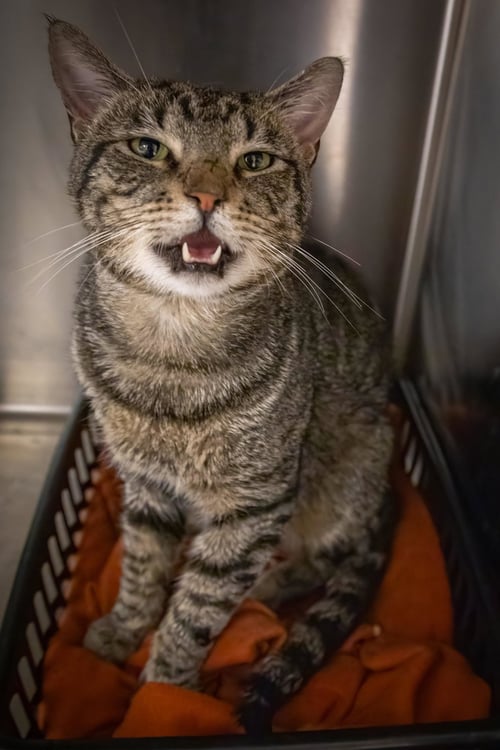 PAN HANDY (FCID# 06/16/2026 - 56 TRAINER) - Tabby available for adoption