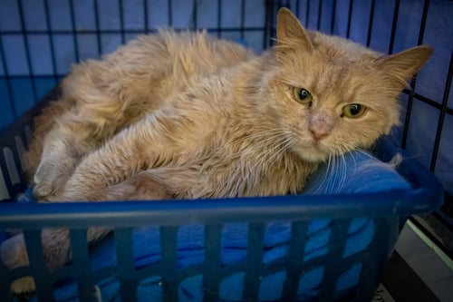 BUTTERCUP: DLH/DMH (FCID# 03/12/26-38 CHRISTIANA) - Domestic Long Hair / Domestic Medium Hair available for adoption