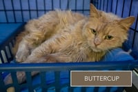 Buttercup: DLH/DMH (FCID# 03/12/26-38 Christiana) - Photo 3