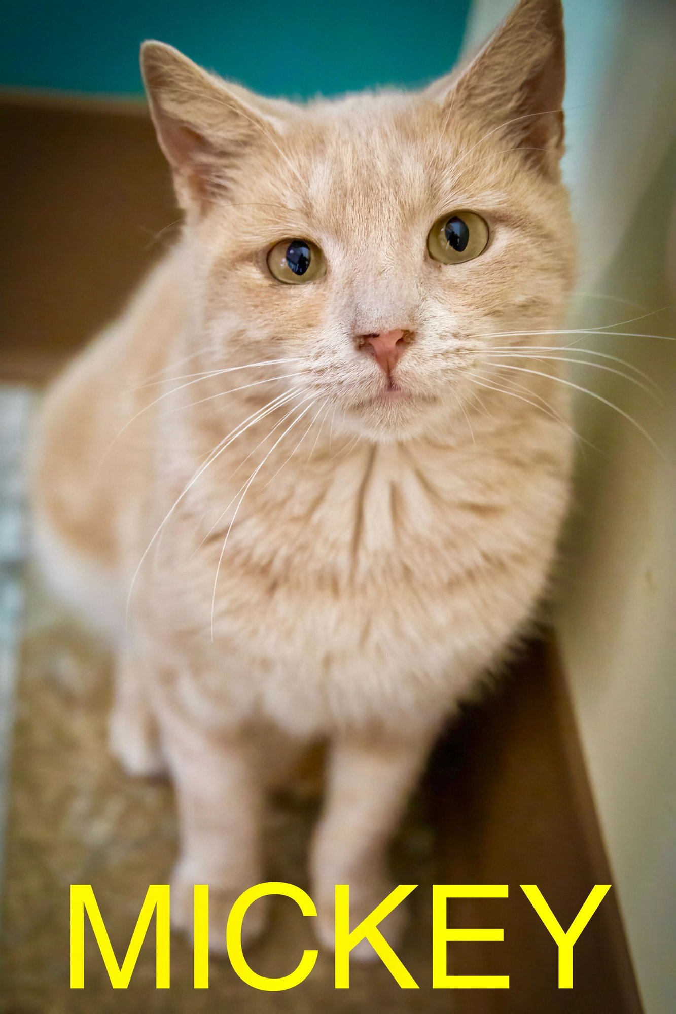 MICKEY (FCID# 10/16/2024 - 46) C,SN MEDS - Tabby for adoption in Newark