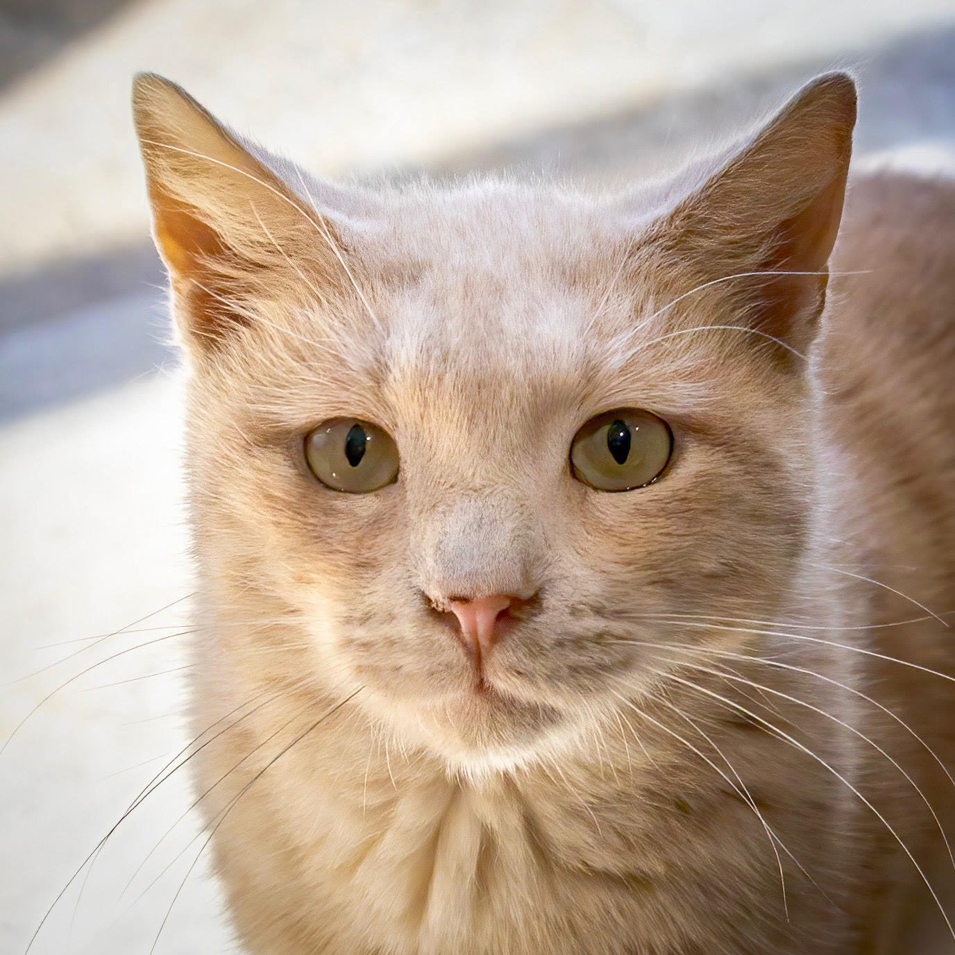 Mickey (FCID# 10/16/2024 - 46) C,SN meds - Photo 2