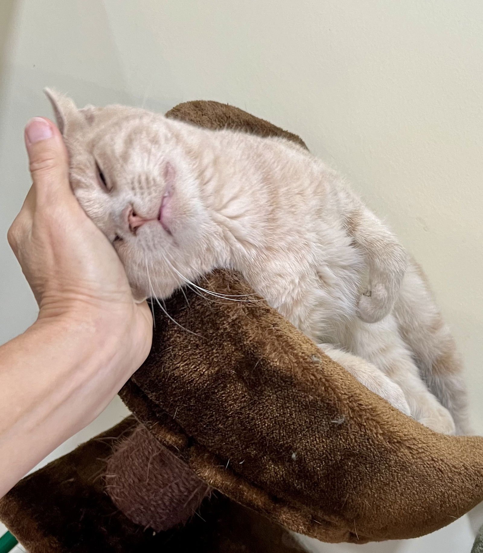 Mickey (FCID# 10/16/2024 - 46) C,SN meds - Photo 3