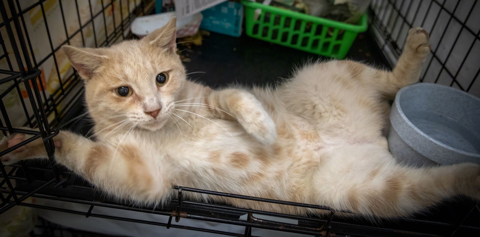 Mickey (FCID# 10/16/2024 - 46) C,SN meds - Photo 4