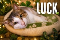 Luck (FCID# 12/02/2025 - 402 Trainer) C - Photo 1