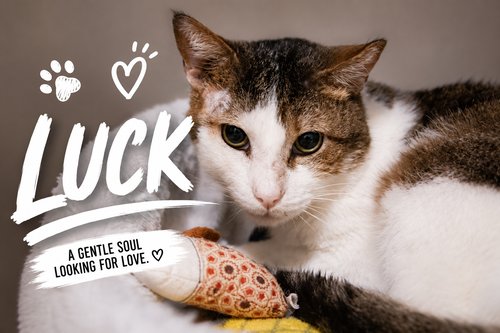 LUCK (FCID# 12/02/2025 - 402 TRAINER) C - Tabby available for adoption