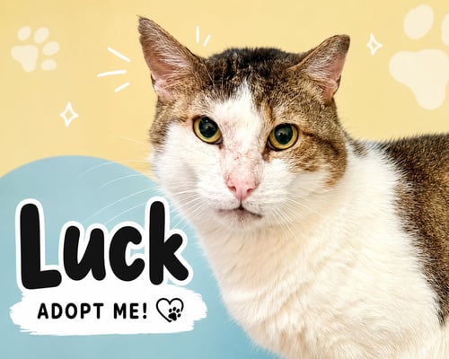 LUCK (FCID# 12/02/2025 - 402) C - Tabby available for adoption