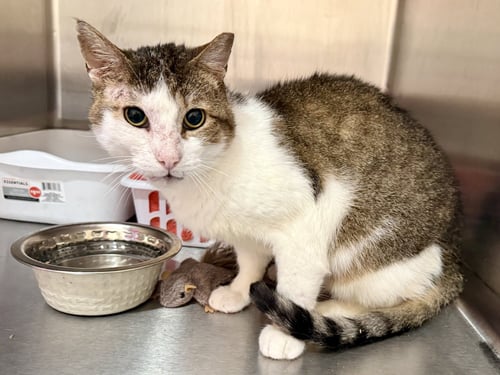 LUCK (FCID# 12/02/2025 - 402) C - Tabby available for adoption