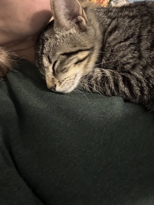 FINCH, WILLOW GROVE AREA, (FCID 07/24/2026-125) - Domestic Short Hair available for adoption
