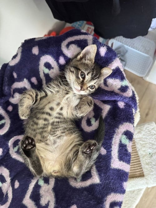 FINCH, WILLOW GROVE AREA, (FCID 07/24/2026-125) - Domestic Short Hair available for adoption