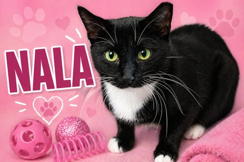 NALA (FCID# 07/01/2025 - 539 GLEN MILLS FOSTER) C - Tuxedo / Domestic Short Hair available for adoption