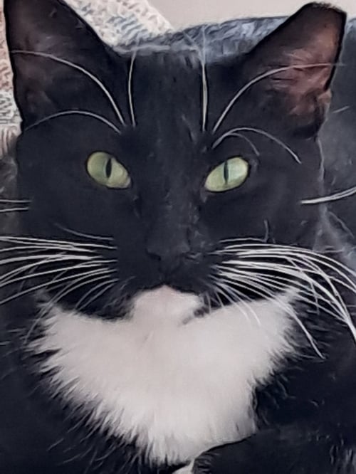 NALA (FCID# 07/01/2025 - 539 GLEN MILLS FOSTER) C - Tuxedo / Domestic Short Hair available for adoption