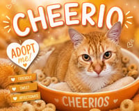 Cheerio (FCIDS# 05/11/2026 - 19 Trainer) - Photo 1