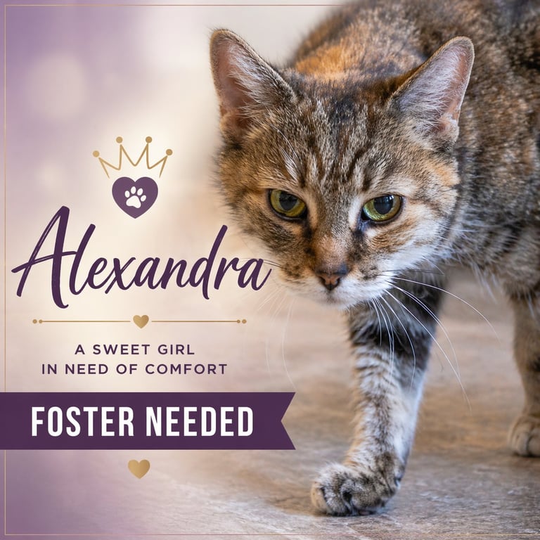 Alexandra: Hospice Foster Requested (3/26/26-14) Image