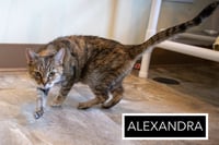 Alexandra: Hospice Foster Requested (3/26/26-14) - Photo 2