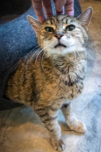Alexandra: Hospice Foster Requested (3/26/26-14) - Photo 3