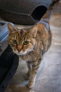 Alexandra: Hospice Foster Requested (3/26/26-14) - Photo 4