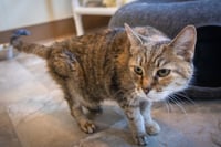Alexandra: Hospice Foster Requested (3/26/26-14) - Photo 5