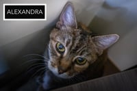Alexandra: Hospice Foster Requested (3/26/26-14) - Photo 6