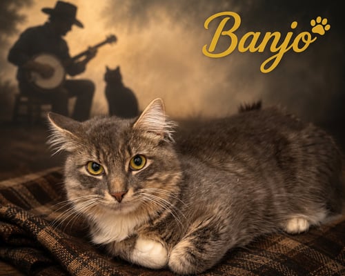 BANJO (FCID# 07/02/2026 - 6 TRAINER) - Tabby available for adoption