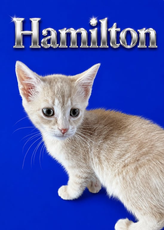 Hamilton (FCID# 06/23/2026 - 4 Middletown PS) Image