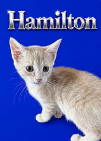 Hamilton (FCID# 06/23/2026 - 4 Middletown PS) - Photo 1