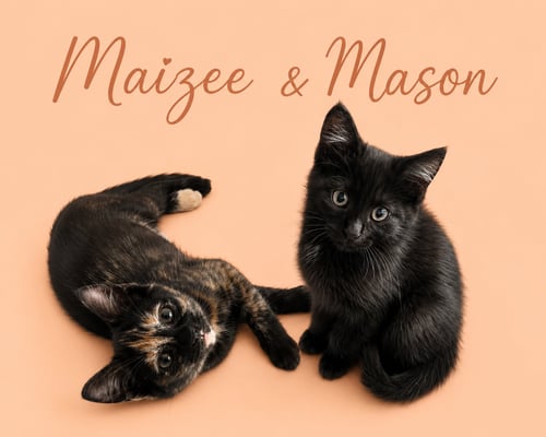 MAIZEE W/MASON (M): (FCID 5/18/26-67,68 MIDDLETOWN - Domestic Short Hair available for adoption