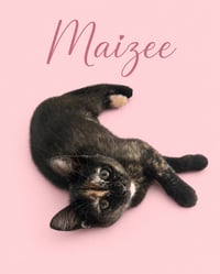 Maizee w/Mason (m): (FCID 5/18/26-67,68 Middletown - Photo 2