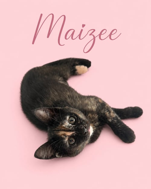 MAIZEE W/MASON (M): (FCID 5/18/26-67,68 MIDDLETOWN - Domestic Short Hair available for adoption