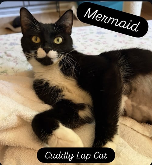 MERMAID, JENKINTOWN PS (FCID 05/19/2026-79) - Tuxedo / Domestic Short Hair available for adoption