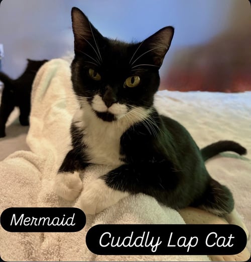 MERMAID, JENKINTOWN PS (FCID 05/19/2026-79) - Tuxedo / Domestic Short Hair available for adoption