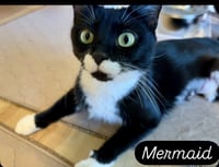 Mermaid, Jenkintown PS (FCID 05/19/2026-79) - Photo 3