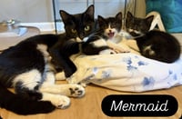 Mermaid, Jenkintown PS (FCID 05/19/2026-79) - Photo 4
