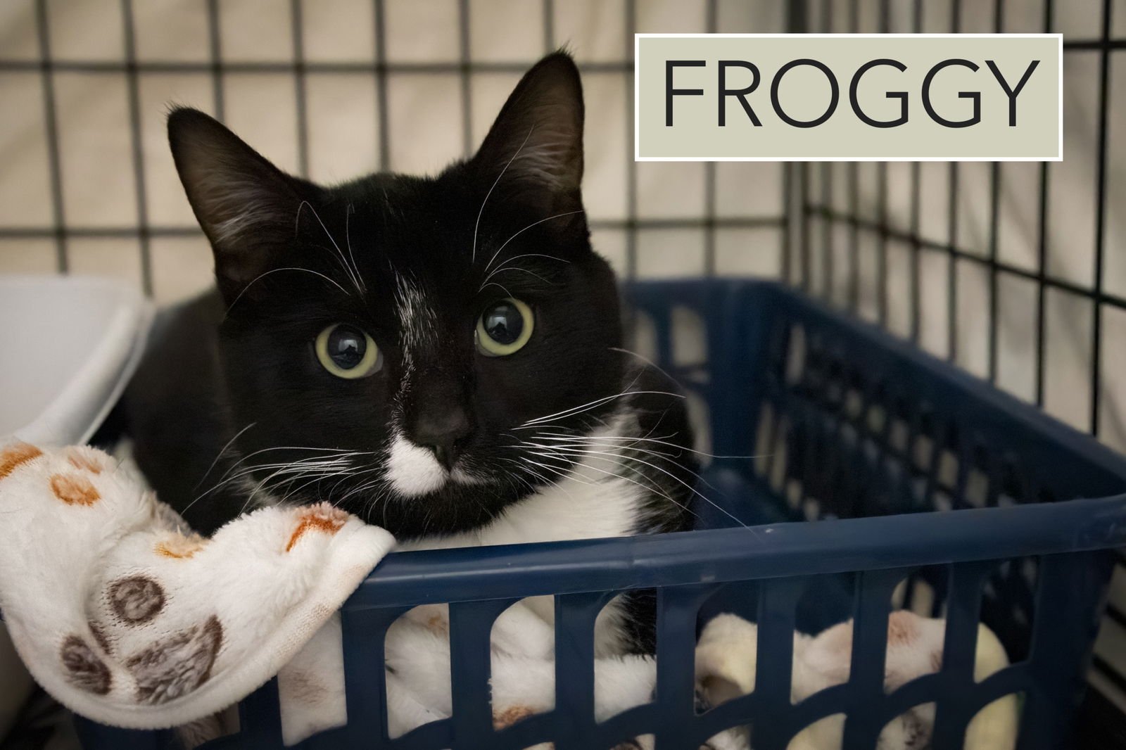 FROGGY (FCID# 01/29/2026 - 37 TRAINER) - Tuxedo available for adoption