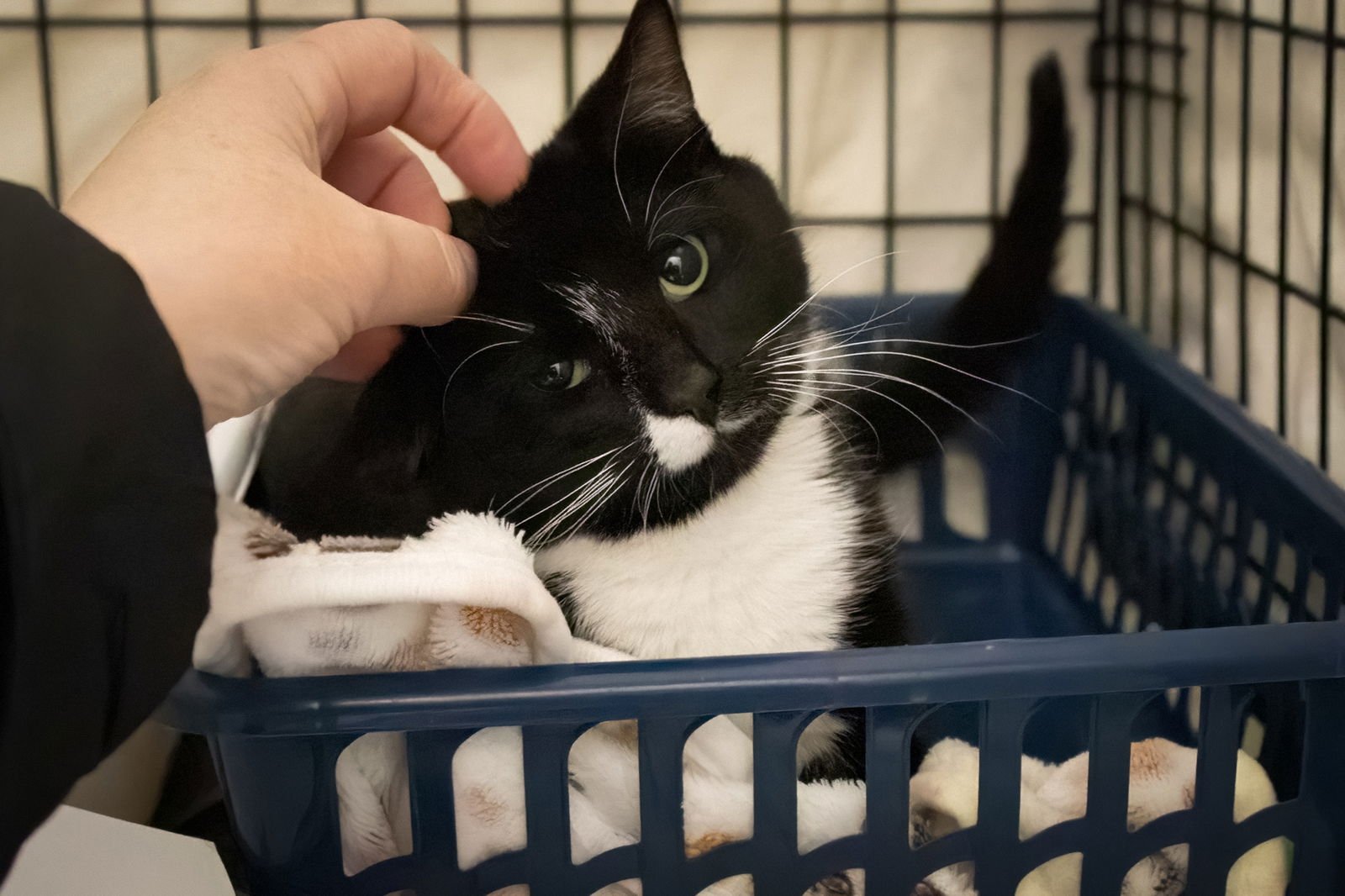 FROGGY (FCID# 01/29/2026 - 37 TRAINER) - Tuxedo available for adoption