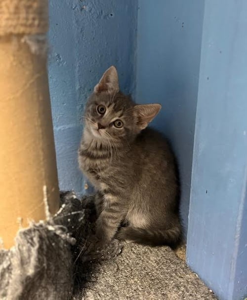 PEACH, WILLOW GROVE AREA, (FCID 05/19/2026-215) - Domestic Short Hair available for adoption