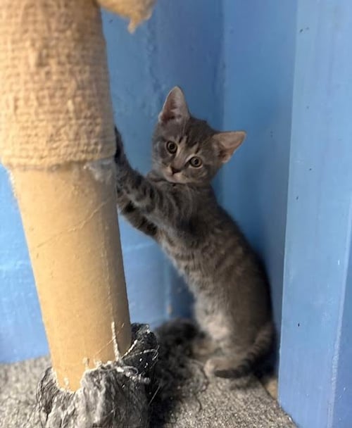 PEACH, WILLOW GROVE AREA, (FCID 05/19/2026-215) - Domestic Short Hair available for adoption