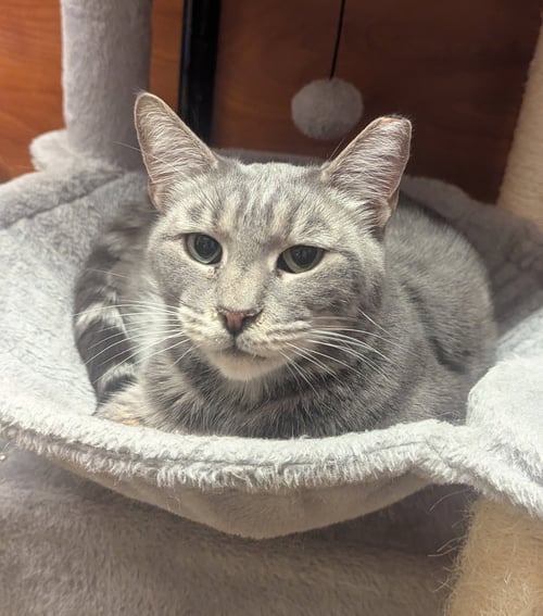 MAC (FCID# 04/06/2026 - 68 MILLSBORO FOSTER) C - Tabby available for adoption